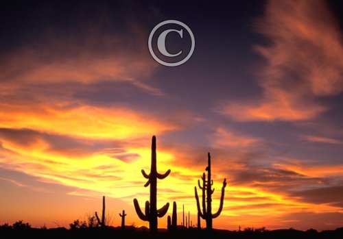 Sunset in  Organ Pipe NP DM0304